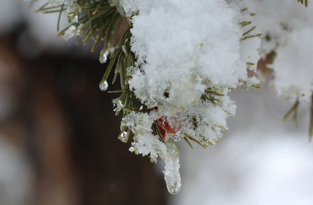 A snow- and ice-crusted pine branch, with an icicle forming at the tip of a needle cluster